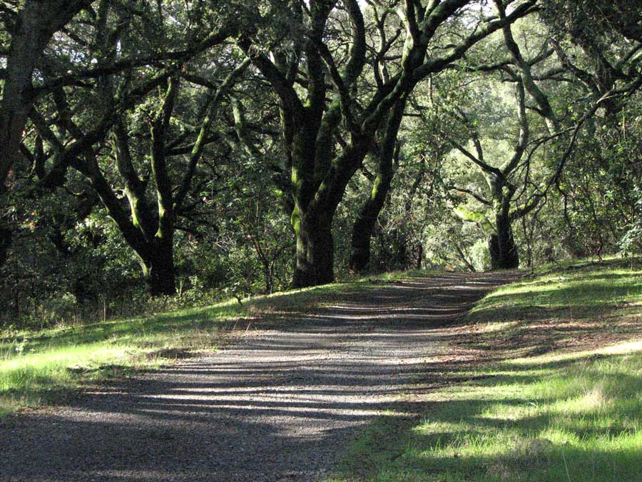 Road and Oaks